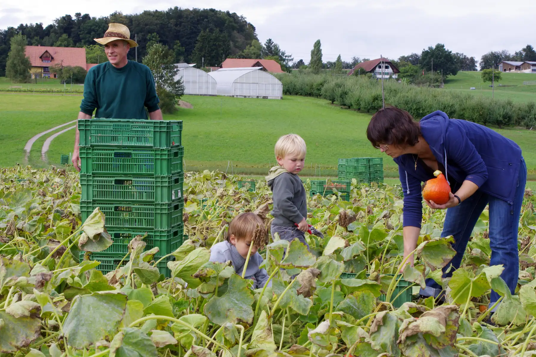 Bei der Kürbisernete